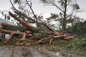 En jurisdicción de El Sombrerito un portentoso eucalipto se vino abajo sobre la traza de la Ruta 11 en la primeras horas de la madrugada del viernes.