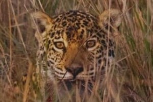 "¡APARECIÓ EL NÚMERO 21!", anunciaron a través de las redes sociales.