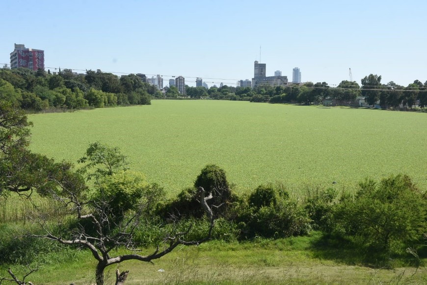 Los repollitos del lago del Sur. Guillermo Di Salvatore.