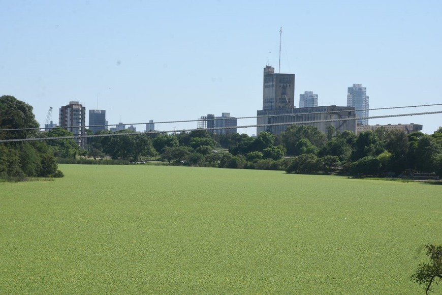 Los repollitos del lago del Sur. Guillermo Di Salvatore.