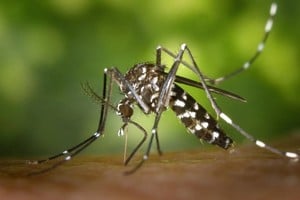 En Rosario y Santa Fe se presenta desde el mes de diciembre circulación viral de chikungunya, trasmitida -al igual que el dengue- por el mosquito Aedes.