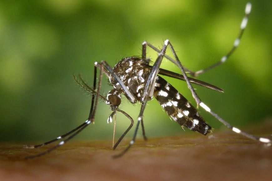 Mosquito Aedes aegypti.