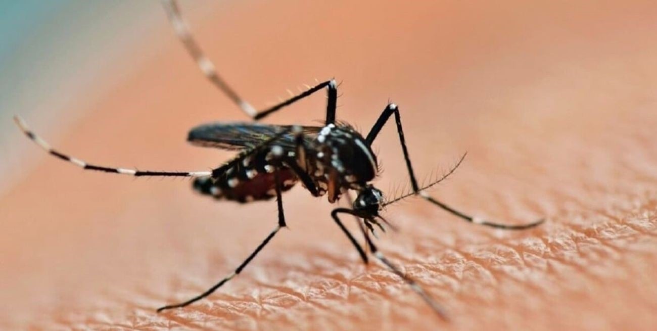 Boletín epidemiológico revela cifras alarmantes de la epidemia de dengue en Argentina
