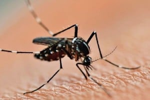 Ante el aumento de casos de dengue, el uso de repelente es clave.