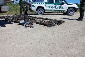 Los patos muertos que eran trasladados por los cazadores ilegales.

Gentileza Ministerio de Ambiente.