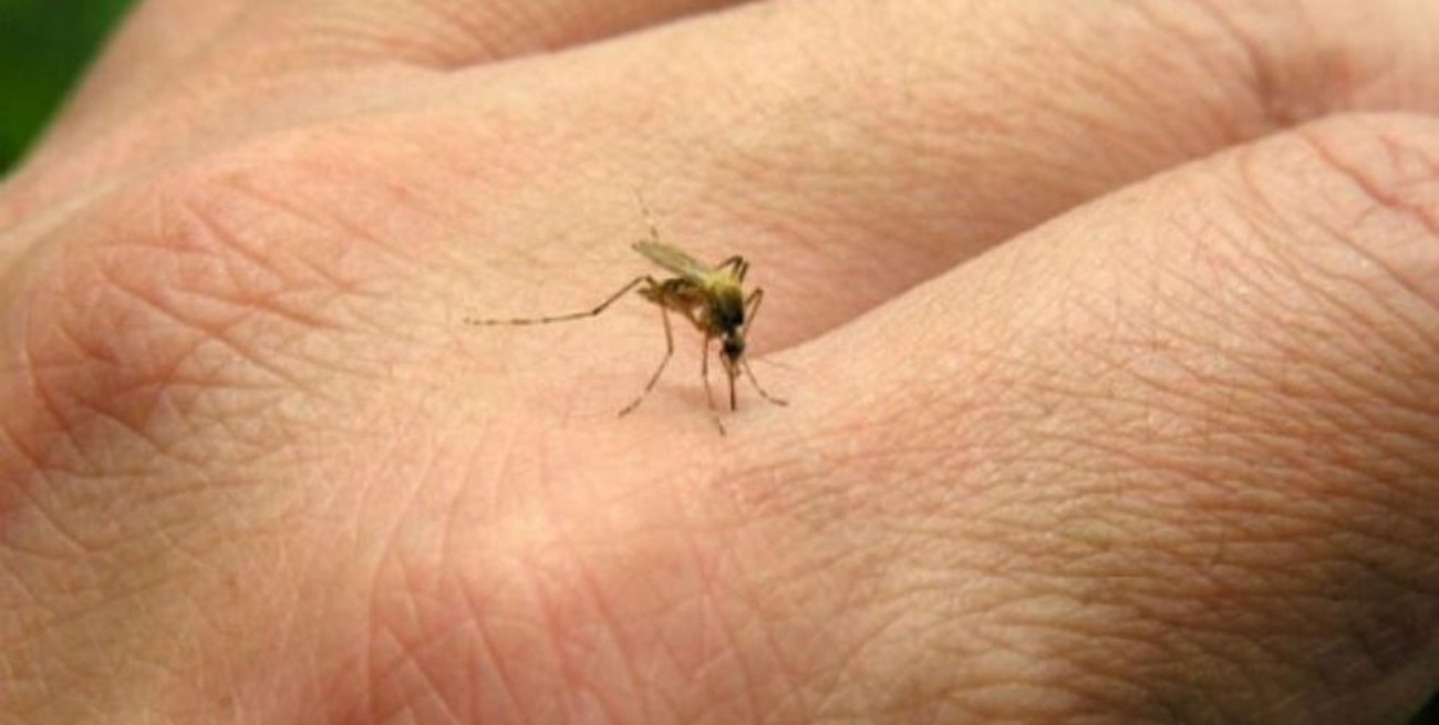 Dengue en Santa Fe: se observó un leve incremento de casos