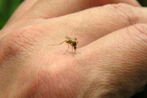 El brote de dengue causó hasta ahora 23 muertes en la provincia de Santa Fe. Crédito: El Litoral