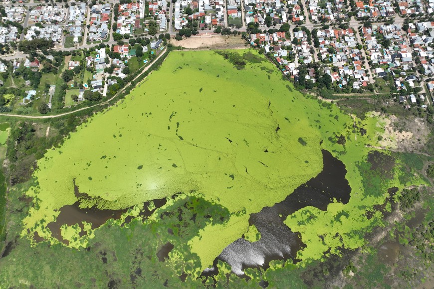 El cambio en la laguna es evidente. Créditos: Fernando Nicola