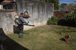 El objetivo principal frenar la propagación del dengue y reducir la presencia del mosquito Aedes aegypti, vector de la enfermedad. Créditos: Flavio Raina