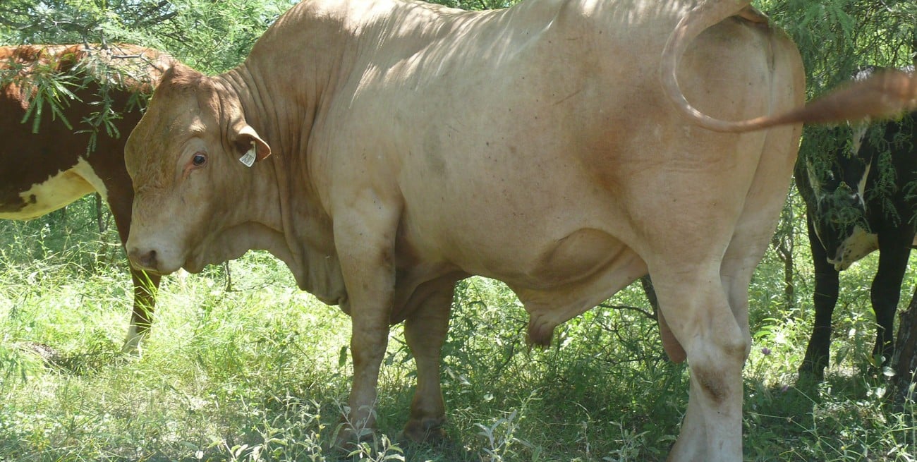 La raza Tuli, un bos taurus africano, fue una pieza clave para mejorar la hacienda bovina por su capacidad de adaptación. Crédito: Campolitoral