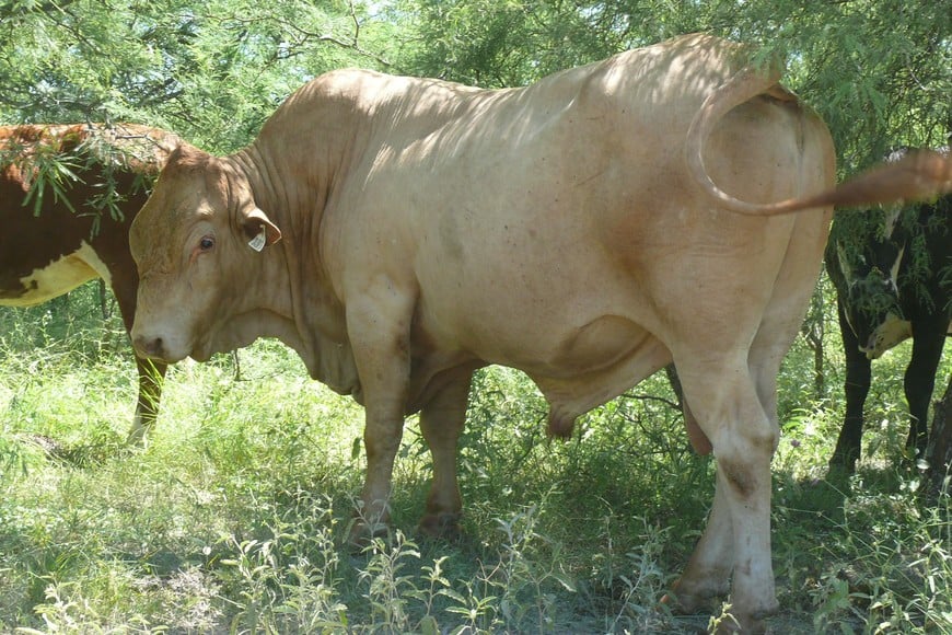 La raza Tuli, un bos taurus africano, fue una pieza clave para mejorar la hacienda bovina por su capacidad de adaptación. Crédito: Campolitoral