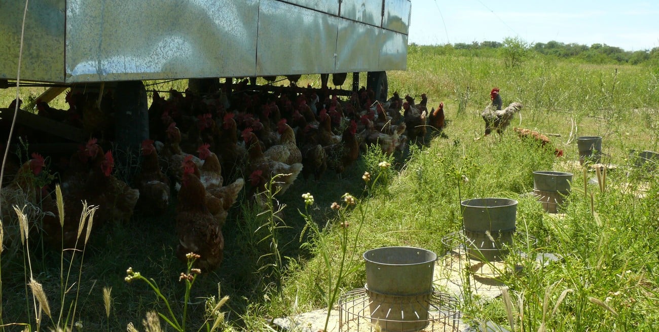La producción de huevos se hace con un gallinero móvil en parcelas donde las aves pastan y picotean libremente. Crédito: Campolitoral