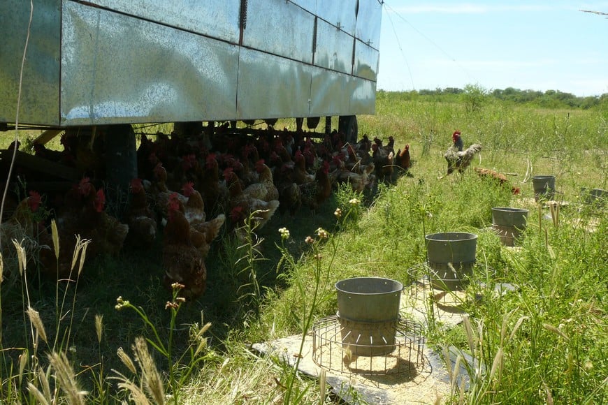 La producción de huevos se hace con un gallinero móvil en parcelas donde las aves pastan y picotean libremente. Crédito: Campolitoral