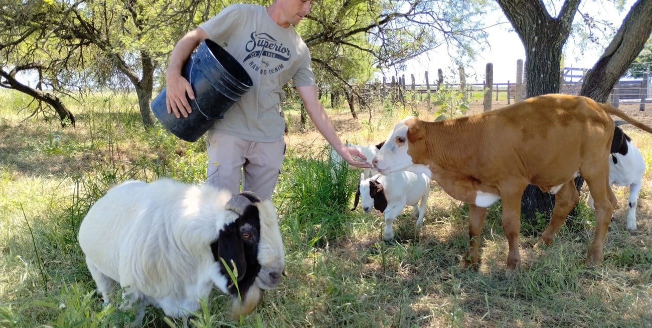Chivos y vacunos conviven con ovejas, gallinas y búfalos en el “multi especie” del Establecimiento Los Olivos. Crédito: Campolitoral