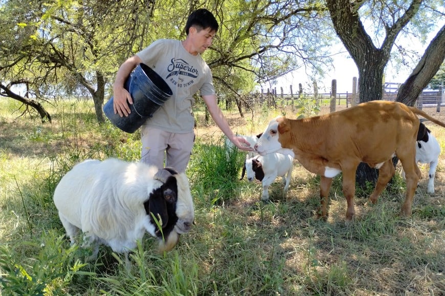 Chivos y vacunos conviven con ovejas, gallinas y búfalos en el “multi especie” del Establecimiento Los Olivos. Crédito: Campolitoral