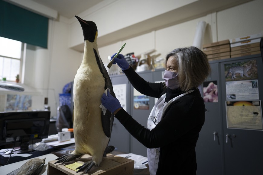 (210521) -- BUENOS AIRES, 21 mayo, 2021 (Xinhua) -- Yolanda Davies, técnica curadora de la Colección Nacional de Ornitología del Museo Argentino de Ciencias Naturales (MACN) "Bernardino Rivadavia", revisa un ejemplar embalsamado de pingüino emperador, en la ciudad de Buenos Aires, Argentina, el 21 de mayo de 2021. El MACN "Bernardino Rivadavia" ha continuado con su importante labor científica y de investigación a pesar de la pandemia de la enfermedad del nuevo coronavirus (COVID-19), a la espera de una reapertura que permita recibir a visitantes ávidos por descubrir su destacada colección. (Xinhua/Martín Zabala) (mz) (rtg) (ra) (vf)