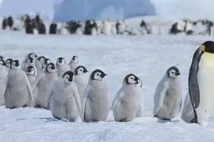 Es la especie más grande de su tipo: puede llegar a una altura de hasta un metro.