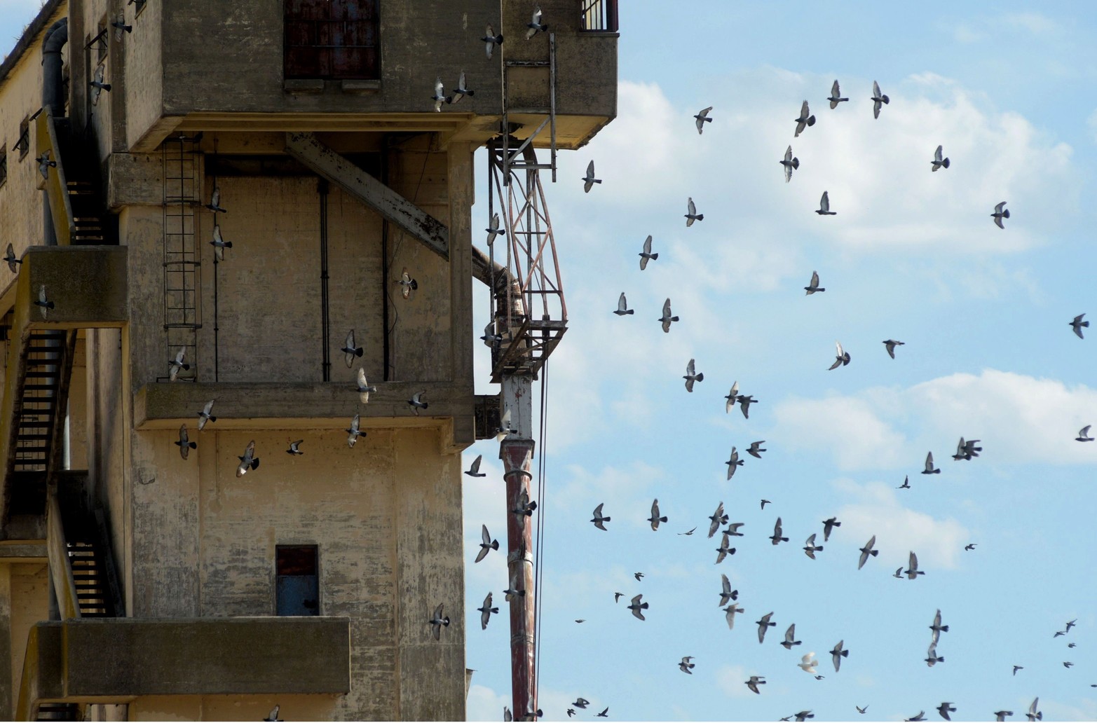 El revuelo de palomas en búsqueda de granos en los silos del Puerto de Santa Fe.