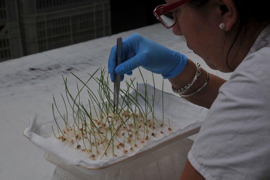 En el tema semillas, Argentina se debe el debate desde hace años.