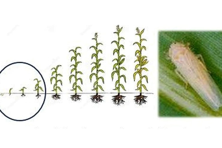 Presencia de adultos de D. maidis en el cultivo de maíz tardío.