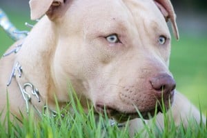 La niña estaba jugando cuando el perro la atacó y le ocasionó severos daños. Crédito: Imagen Ilustrativa.