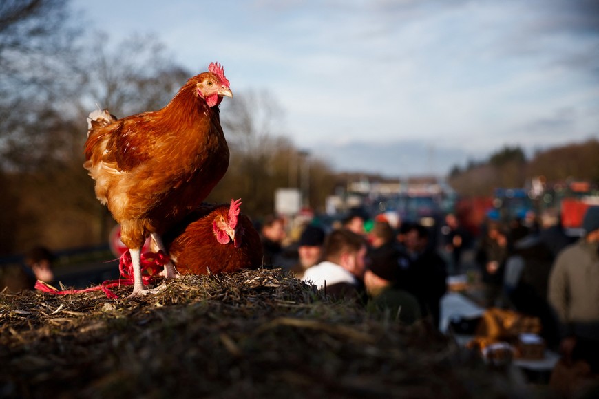 A rooster is pictured while tractors are parked on the A1 highway during a protest over price pressures, taxes and green regulation, grievances shared by farmers across Europe, in Chennevieres-les-Louvres, near Paris, France, January 31, 2024. REUTERS/Benoit Tessier