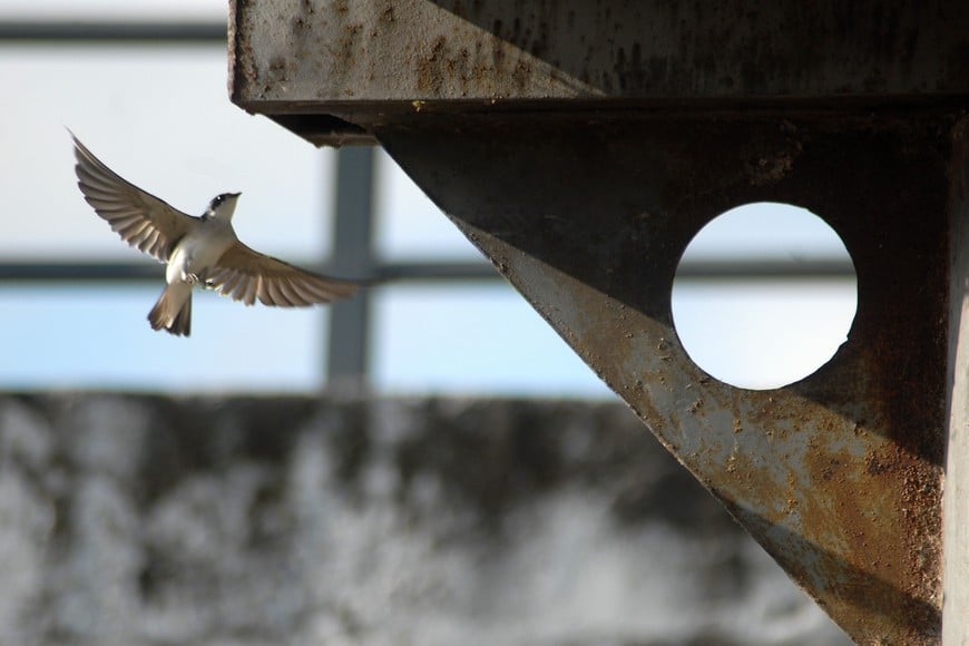 Fotaza. Una golondrina con sus pequeñas alas abiertas subiendo al Puerto de Palos, cerca del Faro de la Costanera.