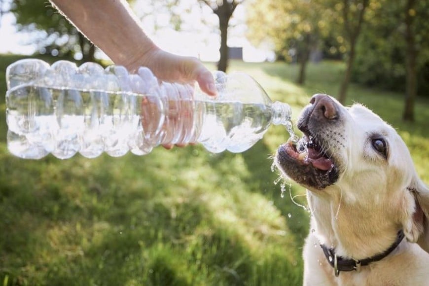 Asegurate de que tengan acceso constante a agua fresca y lleva contigo una botella de agua en los paseos.