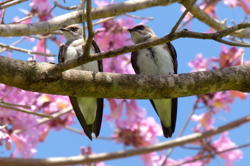 Dos bellos ejemplares de golondrinas pardas (Progne tapera), capturadas en la Reserva del Oeste.