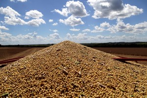 Soybeans are seen loaded in a truck after being harvested in Caagauzu, Paraguay January 29, 2019. Picture taken January 29, 2019. REUTERS/Jorge Adorno   granos de soja