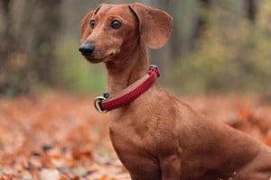 Dachshund, conocido en Argentina como “perro salchicha”