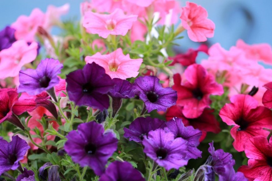Petunias