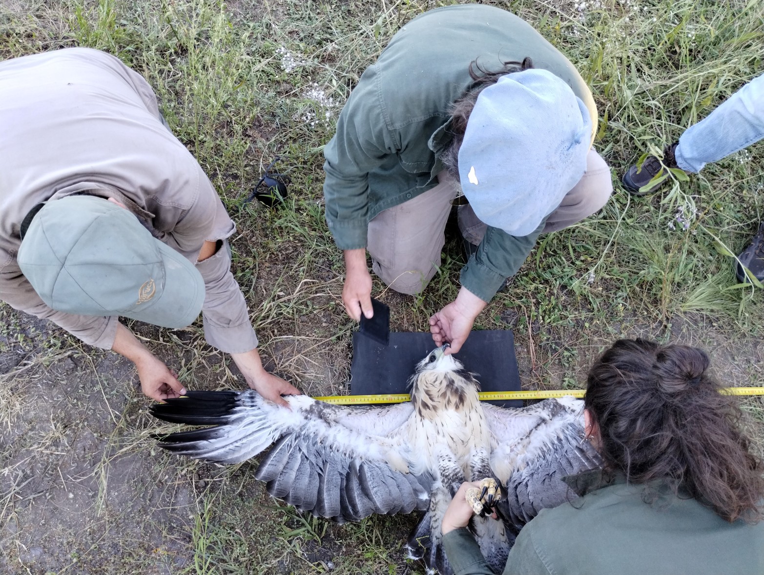 La tasa de supervivencia de los juveniles es de apenas un 30%. Créditos: Mauricio Rossanigo