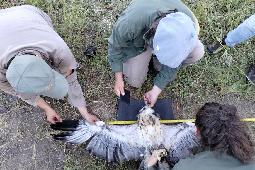 La tasa de supervivencia de los juveniles es de apenas un 30%. Créditos: Mauricio Rossanigo