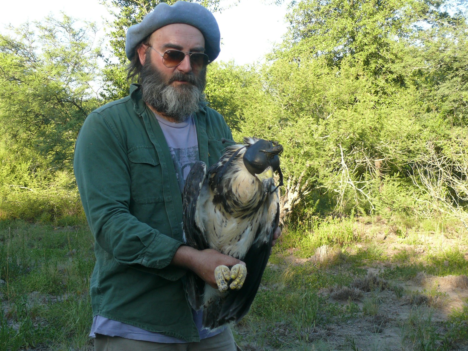Los científicos de CECARA detectan nidos e identificar los pichones y colocarles un transmisor GPS para luego realizar un seguimiento por geolocalización. Créditos: Mauricio Rossanigo