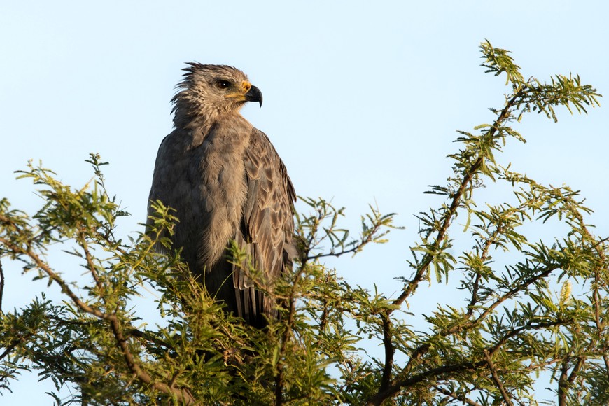 Es una especie en peligro de extinción, Créditos: Mauricio Rossanigo