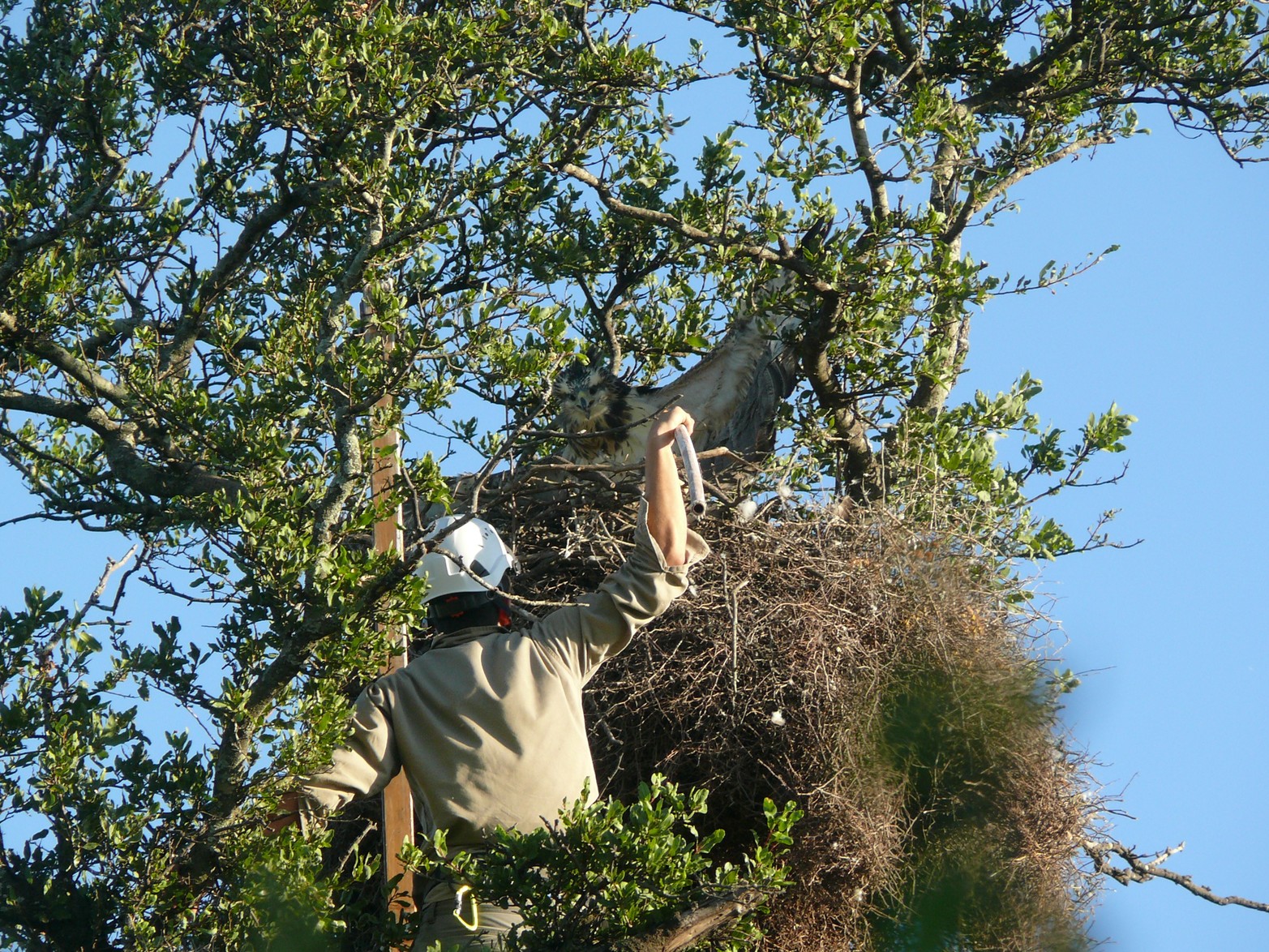 La especie pone un sólo huevo al año. Créditos: Mauricio Rossanigo