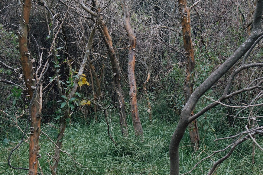 En los últimos siete años ese trabajo (en el que se sumaron vecinos, Un Árbol Más y productores rurales) permitió incorporar  cortinas forestales, biocorredores sobre la Ruta Provincial Nº 6, y desde 2023, se dio inicio a través de una iniciativa privada, a la primera reserva natural en el centro santafesino.