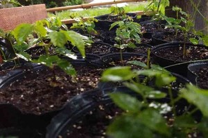 En los últimos siete años ese trabajo (en el que se sumaron vecinos, Un Árbol Más y productores rurales) permitió incorporar  cortinas forestales, biocorredores sobre la Ruta Provincial Nº 6, y desde 2023, se dio inicio a través de una iniciativa privada, a la primera reserva natural en el centro santafesino.