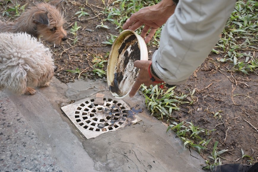 El descacharrado asistido en los patios será una tarea fundamental.  Créditos: Flavio Raina