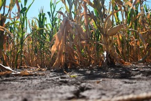 El Sistema de Estimaciones Agrícolas refleja claros síntomas de estrés hídrico y térmico.