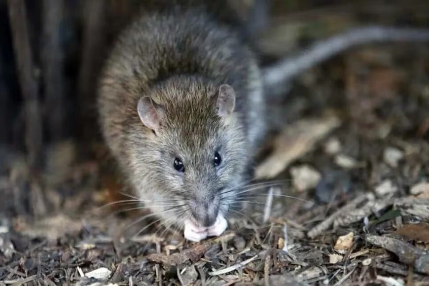 La leptospirosis es una enfermedad producida por una bacteria que puede estar presente en la orina de ciertos animales como roedores.