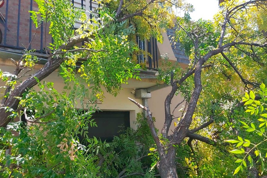 Además del árbol, el incidente dejó una canaleta dañada.