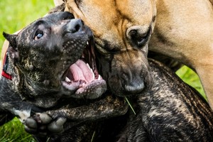 Los vecinos del barrio quieren que saquen a los perros del lugar tras reiterados ataques.