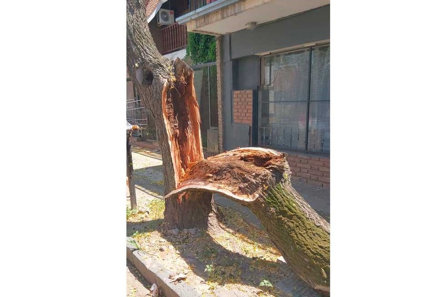 Así quedó el árbol luego del episodio.