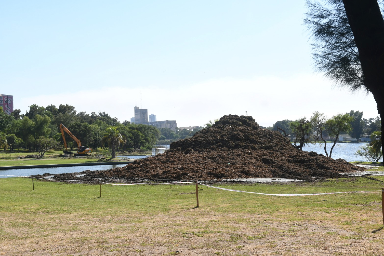 Una montaña. Finalizó la extracción de  repollitos en el lago del Parque del Sur. El mal olor y las moscas contaminarón por varias semanas los piletones del lugar.