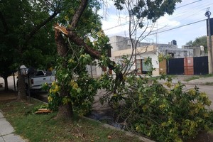 Por la intensidad del temporal hubo caída de árboles y cortes de cables. Foto: El Litoral