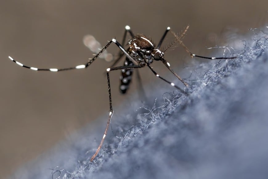 14 de las 24 provincias argentinas “presentan circulación viral notificada en su territorio” de dengue.