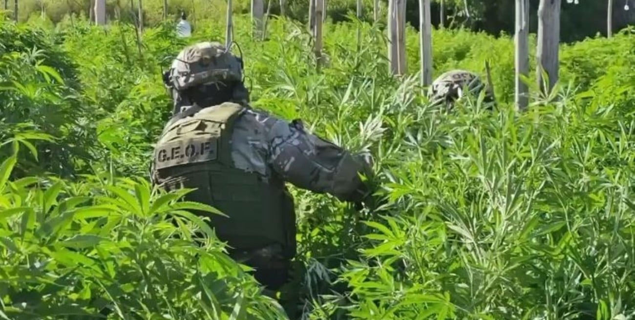 Procesaron a los siete detenidos por la plantación de cannabis en Arroyo Leyes