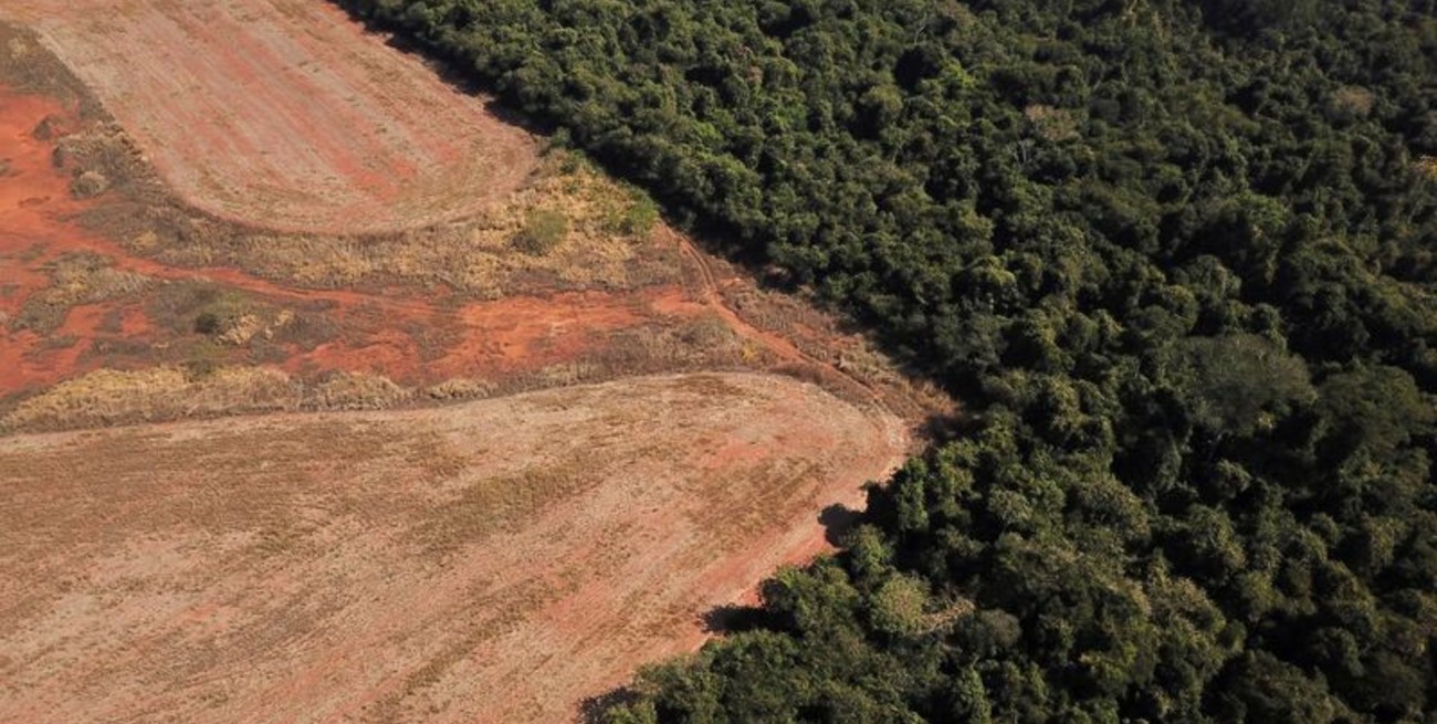 Advierten que el Amazonas podría "colapsar" en 2050 